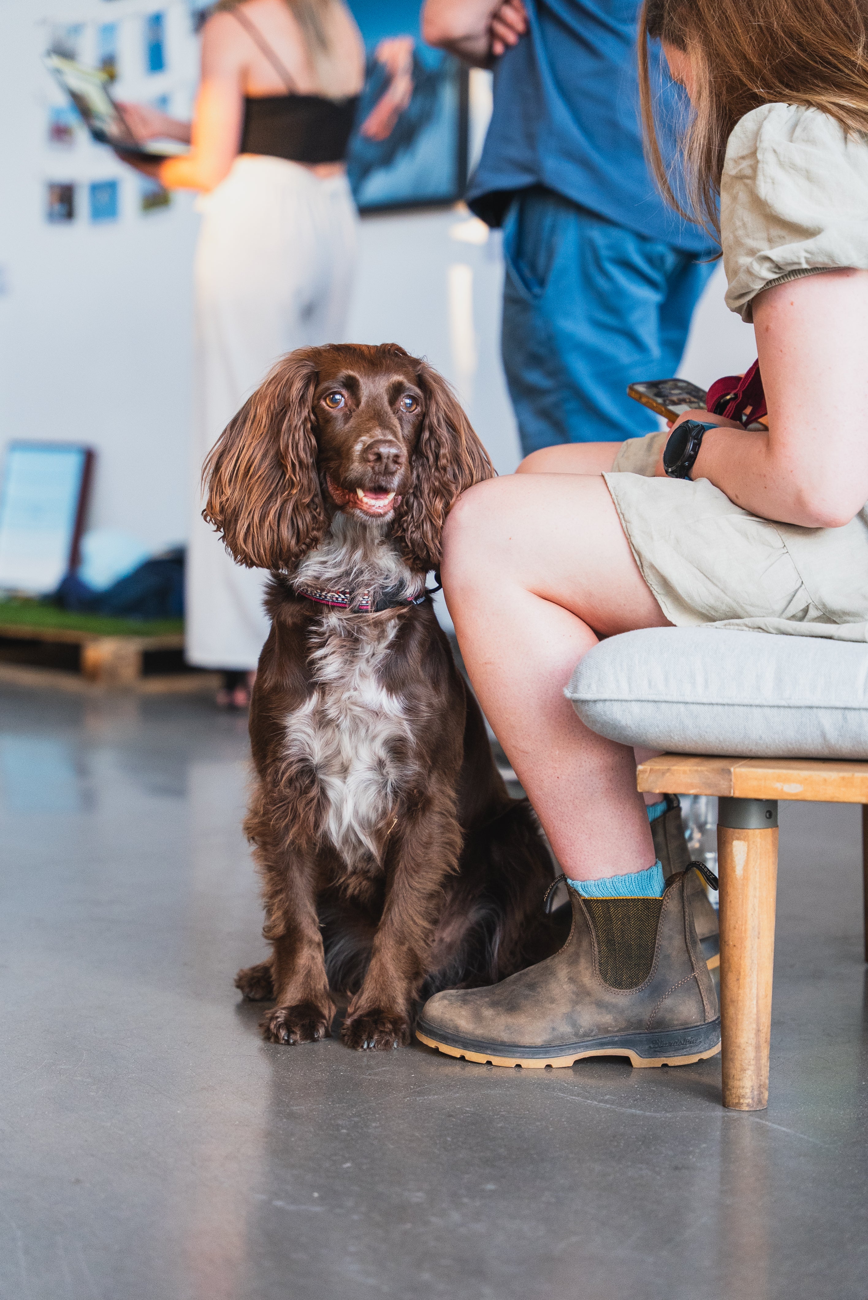 A brown and white spaniel-type dog sits on a wooden stool next to a seated person in a bright indoor space with blurred people in the background.